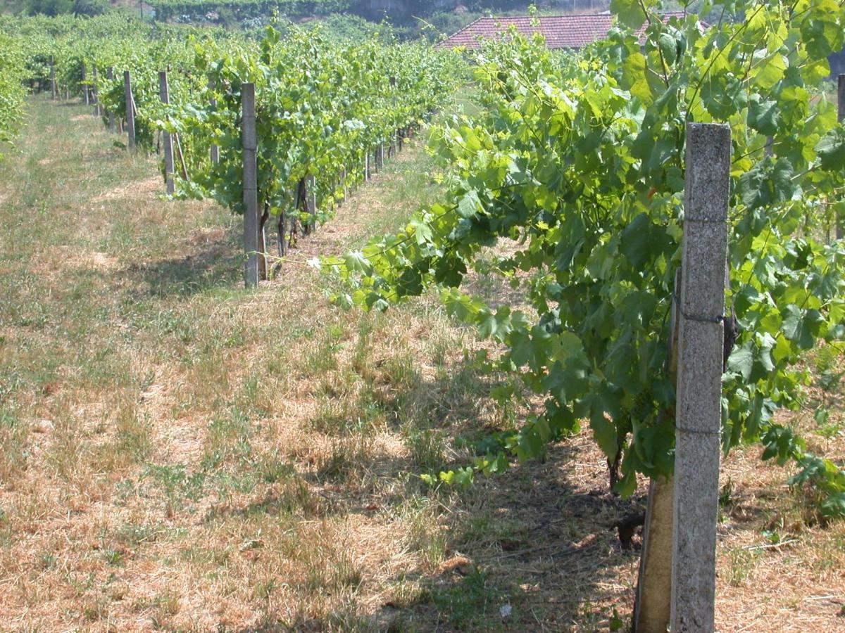 Quinta Da Tapada Villa Lousada Eksteriør billede